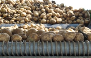 Proefrooiingen bevestigen kleine aardappeloogst België