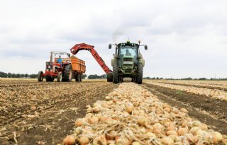 Bijna geen vrije uien meer van oogst 2018