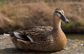 H5N6 vogelgriep gevonden bij wilde eend Eemmeer