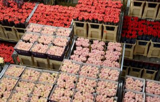 Hivos daagt grutters uit tot verkoop eerlijke rozen