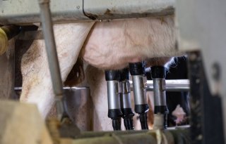 NMV en DDB willen vermindering melkproductie