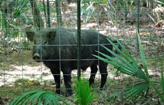 Risico op invoer varkenspest uit België erg klein