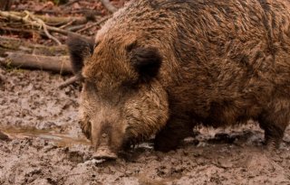 Opnieuw vondst varkensresten met varkenspest in België