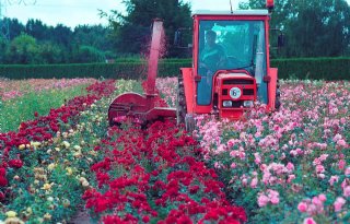 Promotie van tuinrozen op stoom via Roses4Gardens