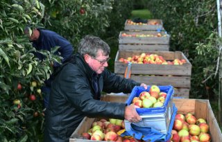 Perenteelt ruim verdubbeld ten koste van appelareaal