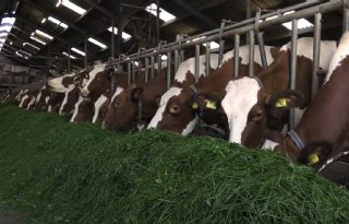 TV: Vers gras voor koeien op stal
