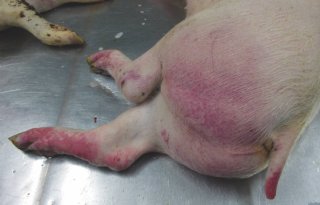Bloeding kenmerkt Afrikaanse varkenspest