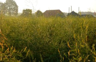 Aspergeteler+verwacht+mooie+oogst+in+2019