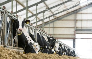 Halsband signaleert slepende melkziekte koe