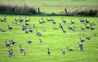 CDA Noord-Holland tegen verhoging eigen risico ganzenschade