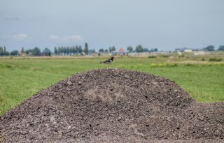 'Bescherming Friese weidevogel niet alleen voor collectieven'