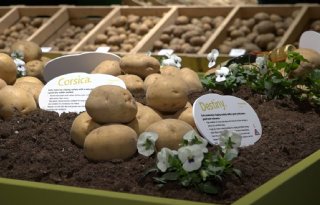 Minder aanbod pootaardappels na warme zomer