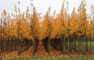 Nieuwe Gewasbeschermingsgids voor boomteelt