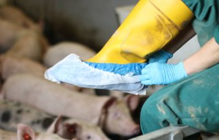 Op sloffen salmonella opsporen bij varkens