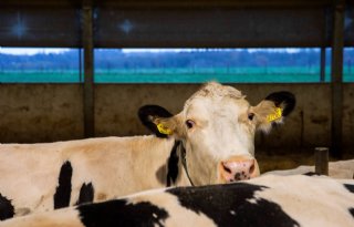 'Beeld melkveehouderij wordt slechter als je niets doet'