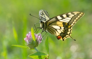 Boeren tellen steeds meer vlinders op en rond het erf