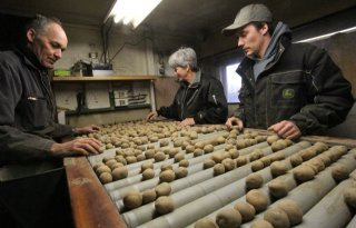 Maatschap teelt in Rilland aardappelen en uien vrij