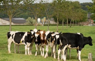 Eko-Holland overweegt afzet biologisch rundvlees