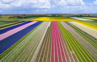 Noord-Holland jaagt op tulpentoerist