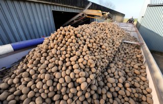 Aardappelexport loopt flink voor op vorig jaar
