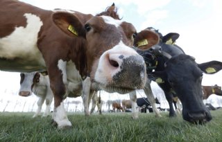 Opnieuw minder Duitse melkkoeien en melkveehouders