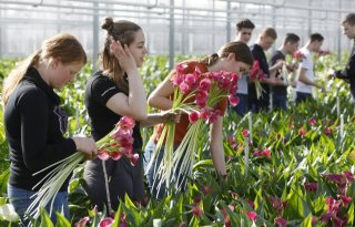 Glastuinbouw koestert scholieren voor toekomstige baan