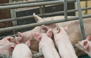Crisissteun+voor+Vlaamse+varkenshouders