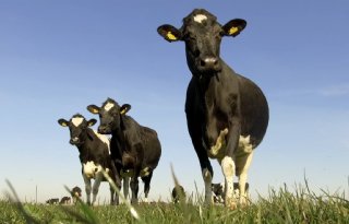 'Koeien ontspannen zich als mensen zachtjes tegen ze praten'