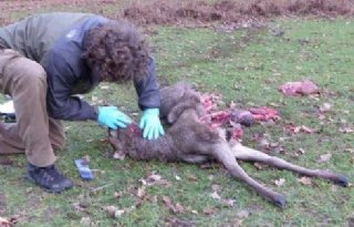 LTO wil herziening aanpak zwervende wolven