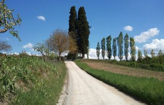 Xylella-besmetting in Toscane