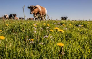 Melkveehouders kunnen verdienen met koolstof in grasland