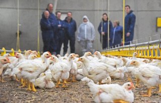 Vlaamse kippenboeren spieken in Nederland