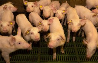 Schouten wil limieten in protocol stalklimaat varkens