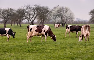 Varkens- en melkveehouders hebben interesse in stoppersregeling