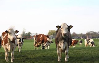 Alle koeien Goes krijgen weidegang