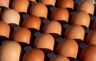 Eieren vinden vlot hun weg naar afnemer
