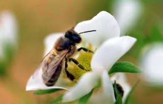 Sierteler verdacht vanwege bijensterfte