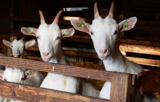 Geitenhouderij in de lift, daling bij varkens en runderen