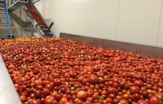 Te rijpe tomaat komt toch in supermarktschap