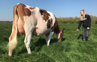 Nederland scoort goed bij Holsteintreffen in Libramont