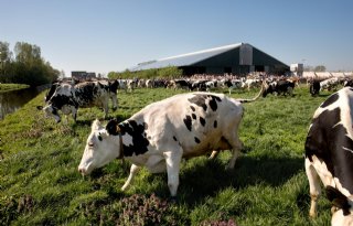 Zuivelindustrie: 'Melkproductie gaat niet aan banden'