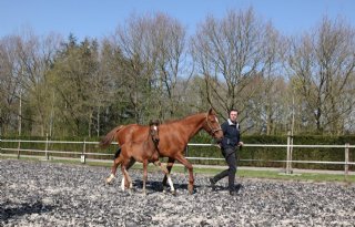 Familie+Hulzebos+ambieert+paardenbedrijf+met+naam