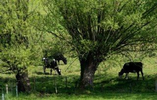 Gelderland stopt met vergoeding faunaschade op natuurgrond