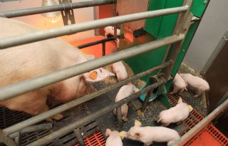 POV steunt conceptplan 'warme sanering varkenshouderij'