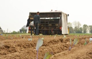 TV: Straver plant eerste PlanetProof-rodekool HAK