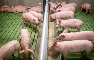 Gezondheidscijfers varkens vergelijken in monitor