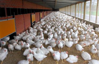 'Remkes zet pluimveehouderij in de uitverkoop'