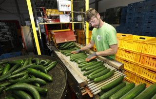 Groter aanbod van komkommers pakt negatief uit voor prijsvorming