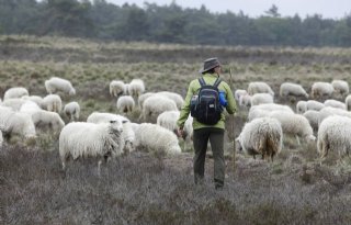 Al 85 schapen aangevallen in januari, dader nog onbekend