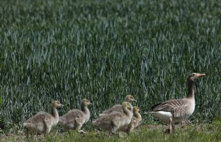 Zuid-Holland zet in op intensiever beheer grauwe ganzen